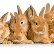 Квест для детей на природе Братцы Кролики фотография