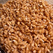 Пшеница для проращивания, 500 гр фото
