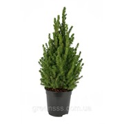 Ель сизая Коника -- Picea glauca Conica фото