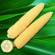 Семена кукурузы сорт Кокани F1 фото