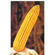 Семена кукурузы ЗПСК 341 фото