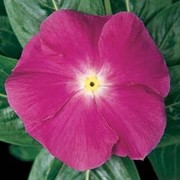 Семена цветов Катарантус Медитер (Ампельный) 100 шт. дип орхид фотография