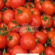 Купить помидоры от производителя фото
