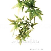 Террариумное растение Hagen Exo Terra CROTON (S)