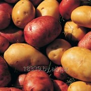 Картофель продовольственный свежий фото