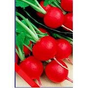 Пакетированные семена овощных культур фото