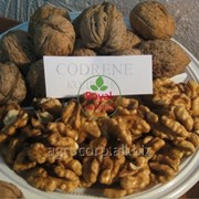 Саженец грецкого ореха высокорослый сорт Кодрене фото