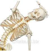 Модель гибкого скелета Fred класса люкс, на 5-рожковой роликовой стойке фото
