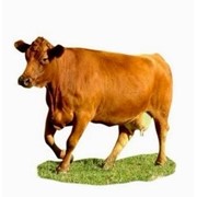 Комбикорм К 60-1 коровы дойные