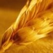 Продовольственная пшеница фото