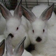 Племенные кролики