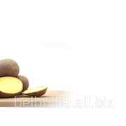 Картофель вид Маниту 1рс фотография