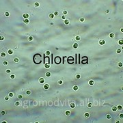 Chlorella -cresterea si comercializarea in Rominia фото