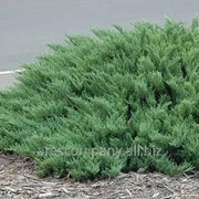 Можжевельник горизонтальный Juniperus horizontalis Prince of Wales 30-40cm,ko 2,0 l