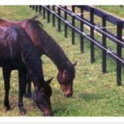 Электроизгороди для скота и животных (электропастух) фото