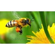 Яд пчелинный фотография