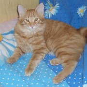 Котенок - котик Курильского бобтейла. Настоящий Курил!! фото