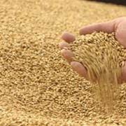 Культуры зерновые, пшеница, соя, ячмень от производителя! фото