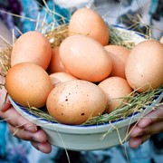 Куплю яйцо куриное - товароное С0, С1, С2 Экспорт и внутренний рынок фото