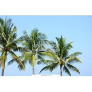 Бронирование туров у туроператоров фото