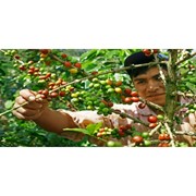 Кофе ARABICA 100% (Peru) ЗЕЛЁНЫЙ