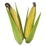 Семена гибридов кукурузы СУМ 1467 (ФАО 200)