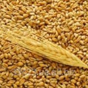 Пшеница фуражная, продовольственная, на экспорт