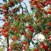 Рябина Sorbus aucuparia C8-15 фотография