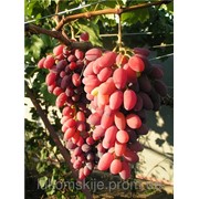 Саженци винограда Спорт-2 Зарево,Придорожний фото