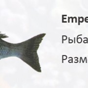 Рифовая рыба Рыба-Император -Imperor fish фото