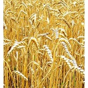 Пшеница яровая