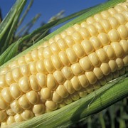 Кукуруза №1 продажа оптом по Украине и на экспорт