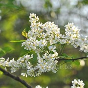 Вишня Prunus mahaleb Обхват ствола 8-10