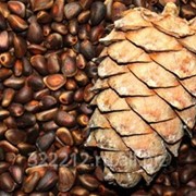 Кедровые орехи фото