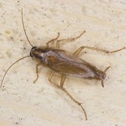 Уничтожение избавиться от тараканов фото