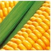 Семена кукурузы НС-300 фото