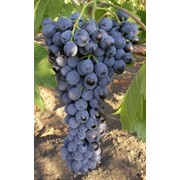 Саженцы винограда фото