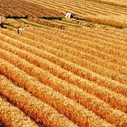 Культуры кормовые зерновые фото