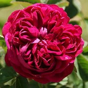 Роза парковая Роз де Решт фото