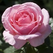 Розы кустарниковые, Роза Тино Росси фото