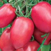 Семена томатов новичок розовый фото