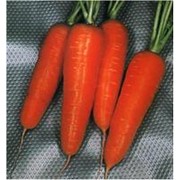 Морковь Курода Шантанэ 1 кг