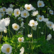 Анемона coronaria De Caen The Bride 5/6 фото