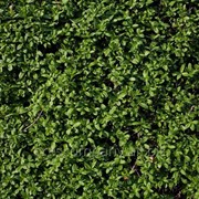 Самшит вечнозелёный черенок Buxus sempervirens высота 15см