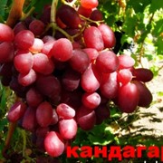 Черенки винограда Кандагар фотография