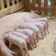 Свиньи живой вес фото
