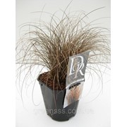 Осока власовидная Bronze Form -- Carex Bronze Form фотография