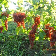 Саженцы винограда ранних сортов кишмиш Лучистый