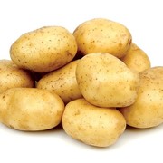 Картофель продовольственный фото