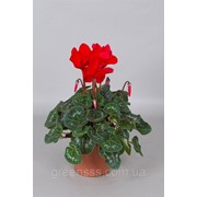 Цикламен греческий Райньер Ф1 алый -- Cyclamen graecum Rainier F1 Scarlet фотография